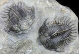 Pair of Spiny Comura Trilobites - Top Quality Preparation #60014-5